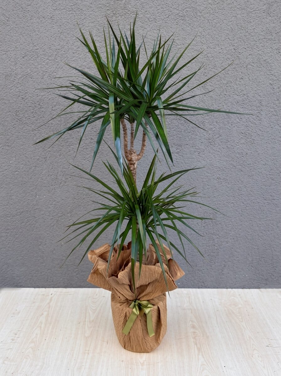 2li Marginata