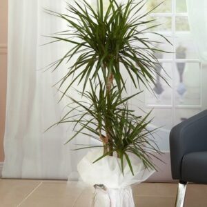 3lü Dracena Marginata