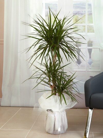 3lü Dracena Marginata