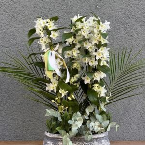 4 Dallı Beyaz Dendrobium Orkide