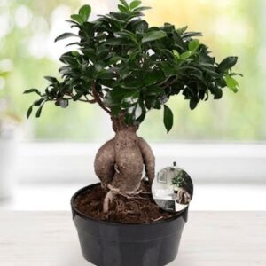 Bonsai Çiçek