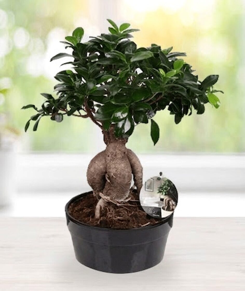 Bonsai Çiçek