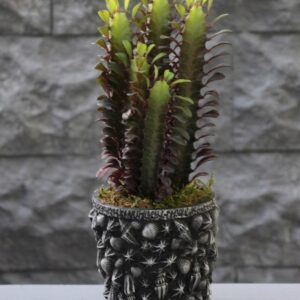 Kaktüs Euphorbia Rubra Serisi 1