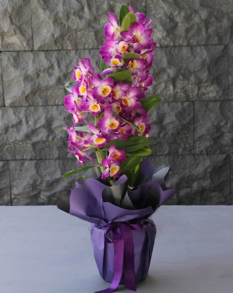 Mor Dendrobium Orkide