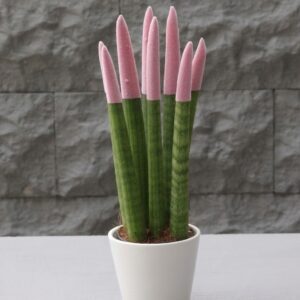 Sansevieria Serisi Açık Pembe