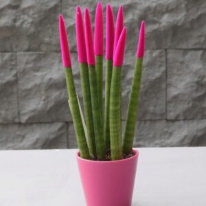 Sansevieria Serisi Fuşya