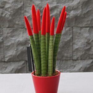 Sansevieria Serisi Kırmızı