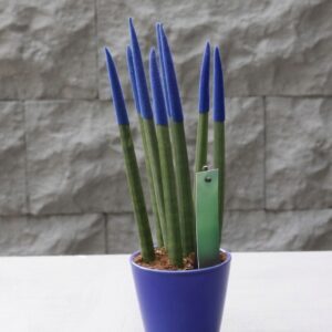 Sansevieria Serisi Lacivert
