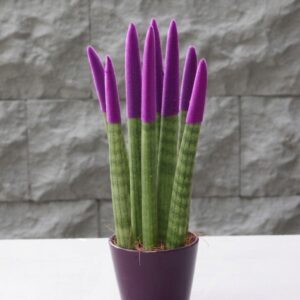Sansevieria Serisi Mor