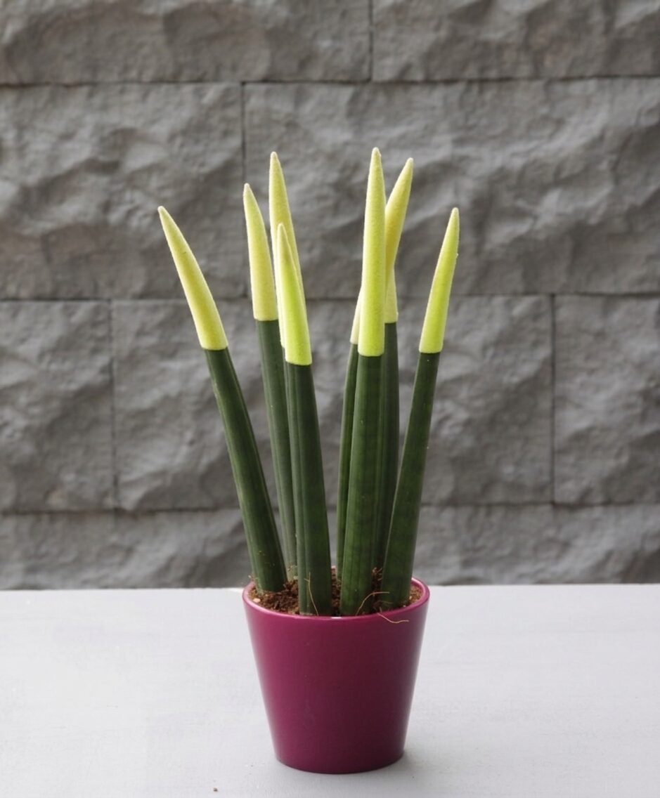 Sansevieria Serisi Sarı