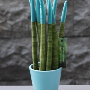 Sansevieria Serisi Turkuaz