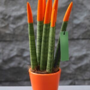Sansevieria Serisi Turuncu