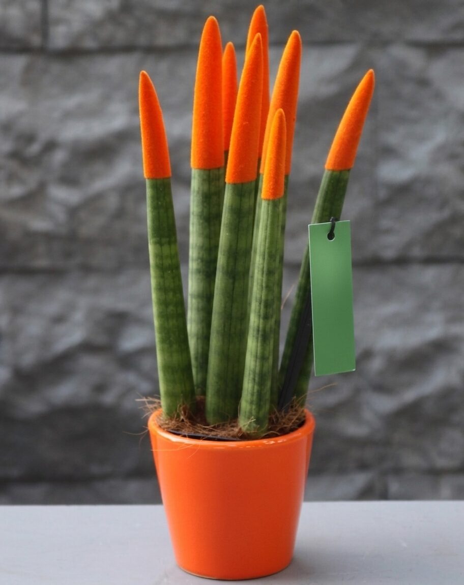 Sansevieria Serisi Turuncu