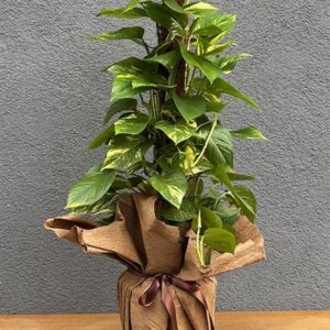Sarmaşık Pothos Çiçeği